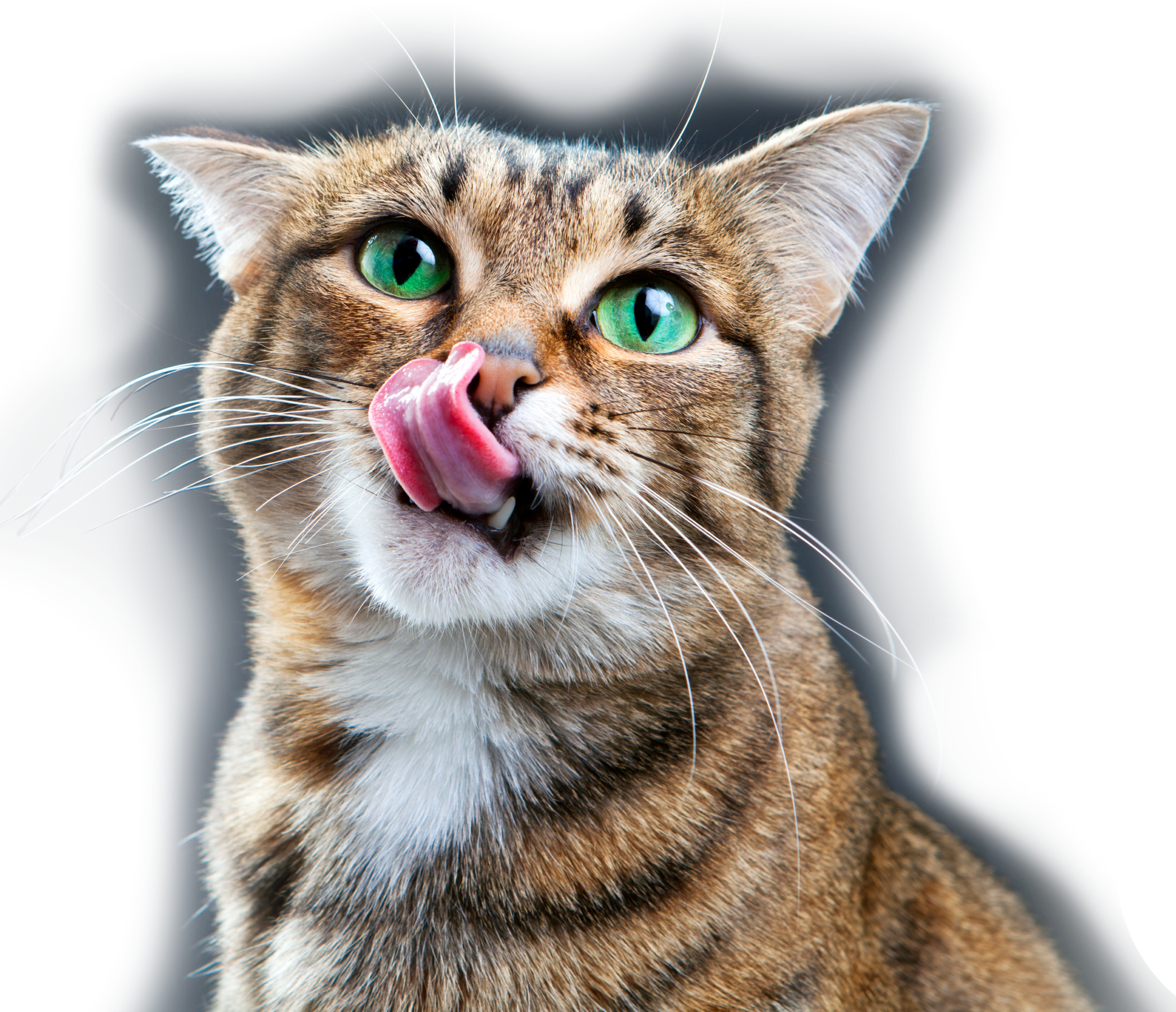 cat-with-tongue-out-trimmed