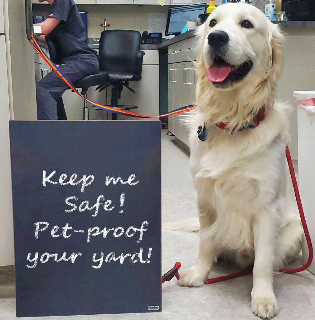 Golden Lab next to a sign, "Keep me safe! Pet-proof your yard!