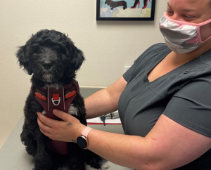 Furry, black puppy, Olivia, receiving her wellness exam. 