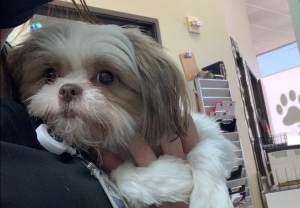 Shih Tzu relaxed in the arms of a technician.