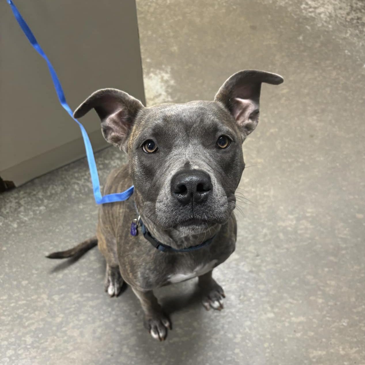 Veterinary team performing diagnostic testing during a pet exam
