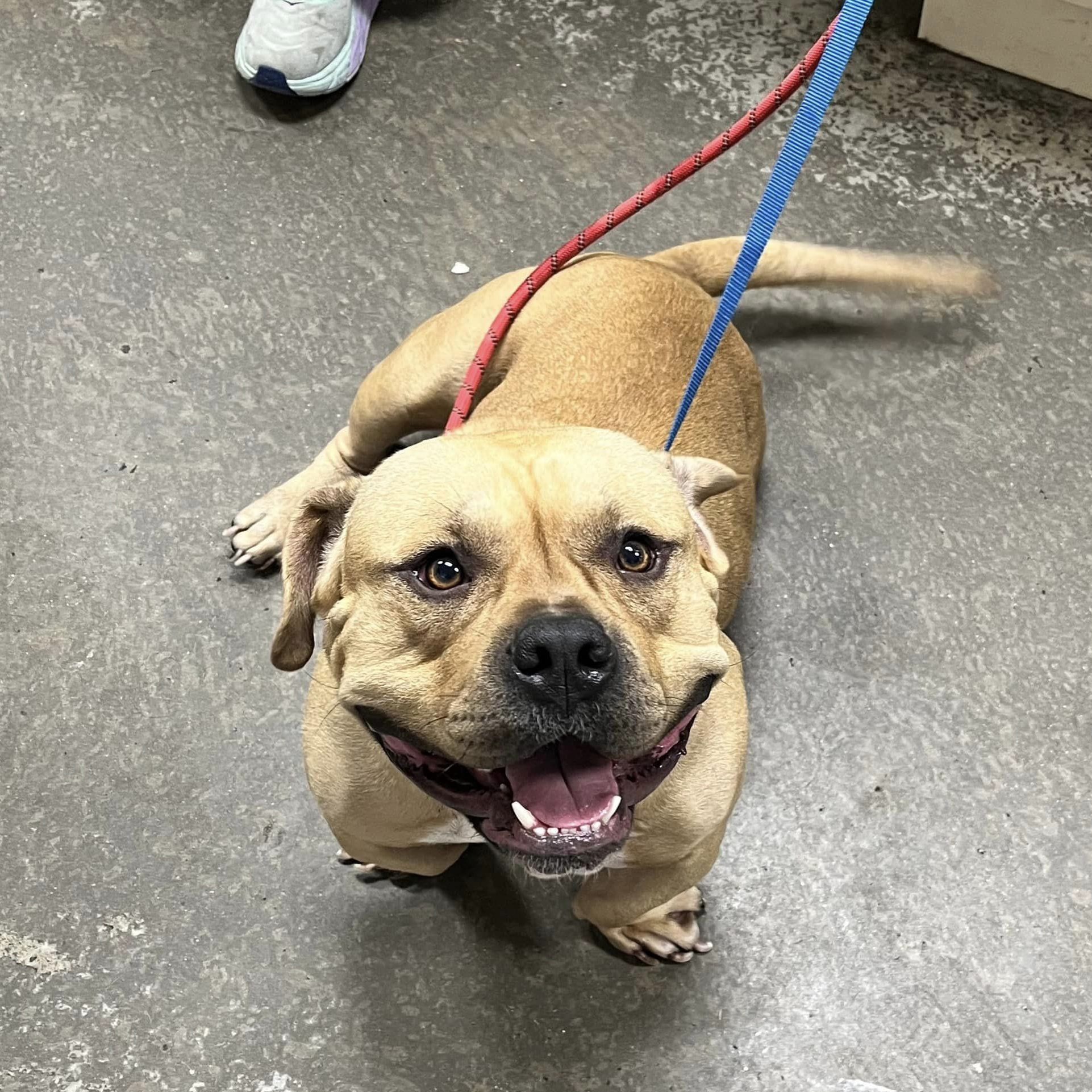 Senior dog receiving attentive wellness care at Metro Paws Animal Hospital