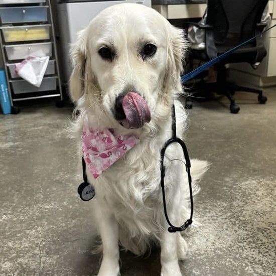 Senior dog receiving attentive wellness care at Metro Paws Animal Hospital
