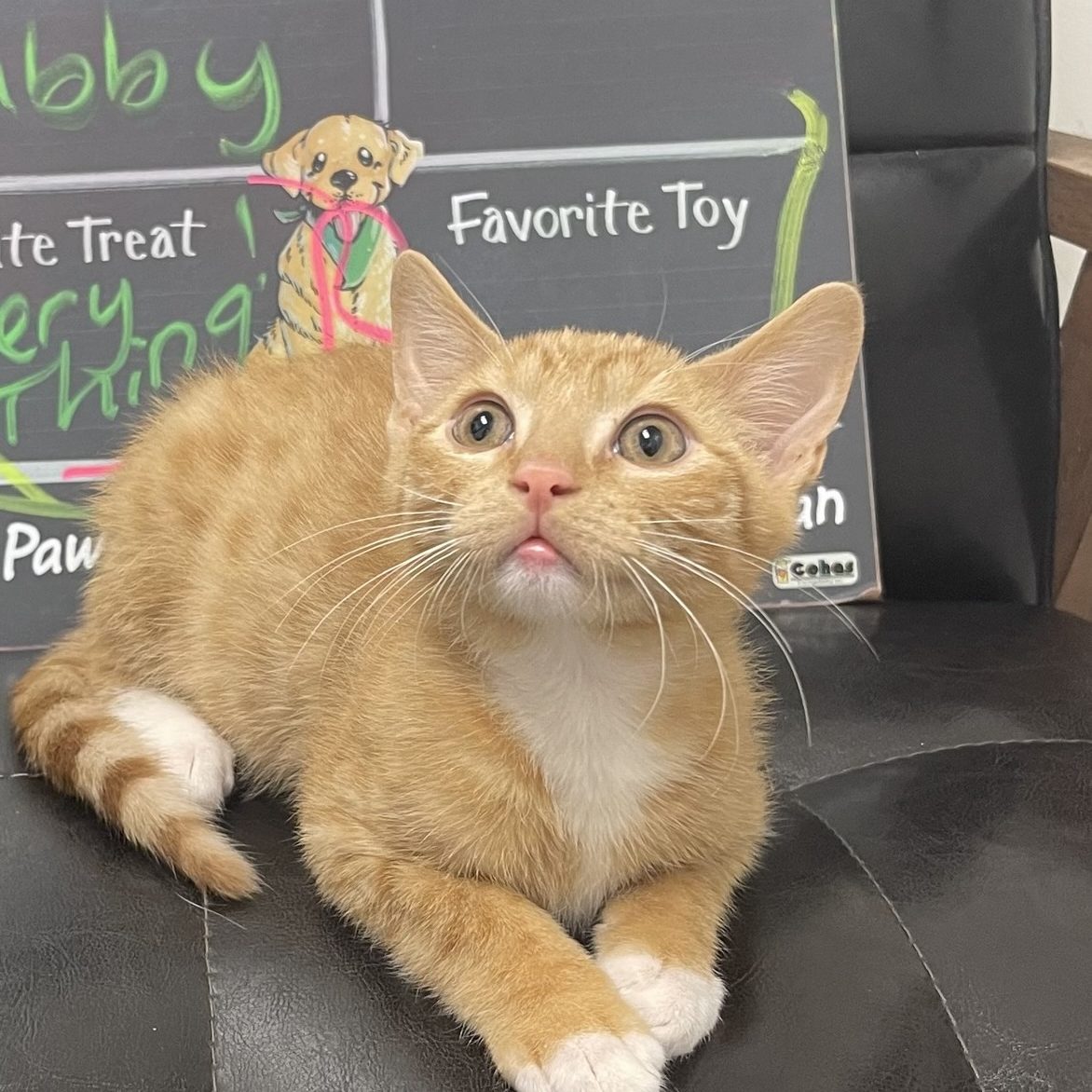 Pet receiving therapeutic laser treatment at a veterinary clinic