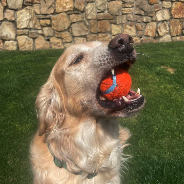 Healthy dog illustrating veterinary dermatology care