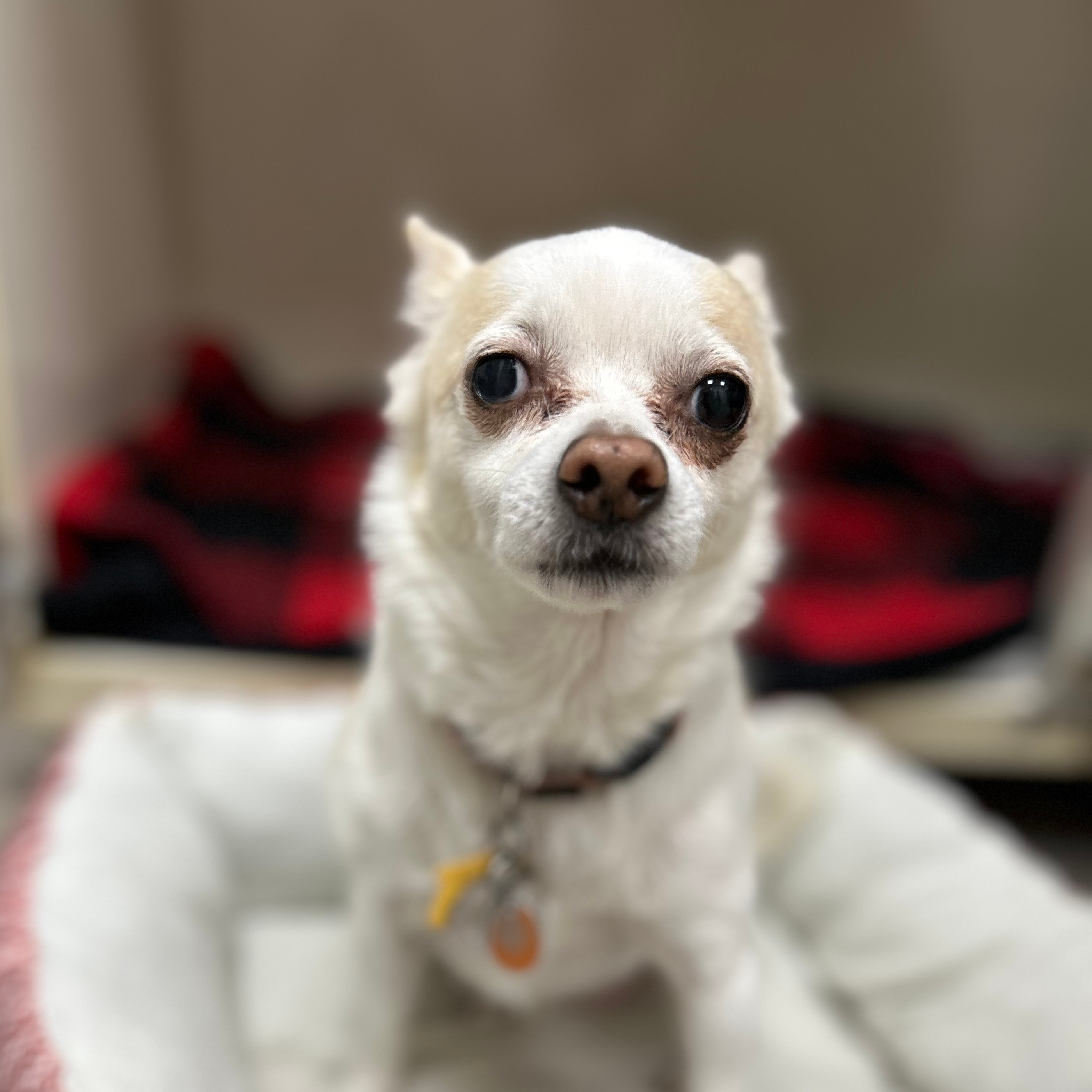 Dog resting comfortably during boarding and grooming services