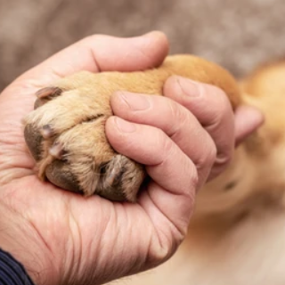 Veterinarian gently holding a dog’s paw to provide compassionate end-of-life care