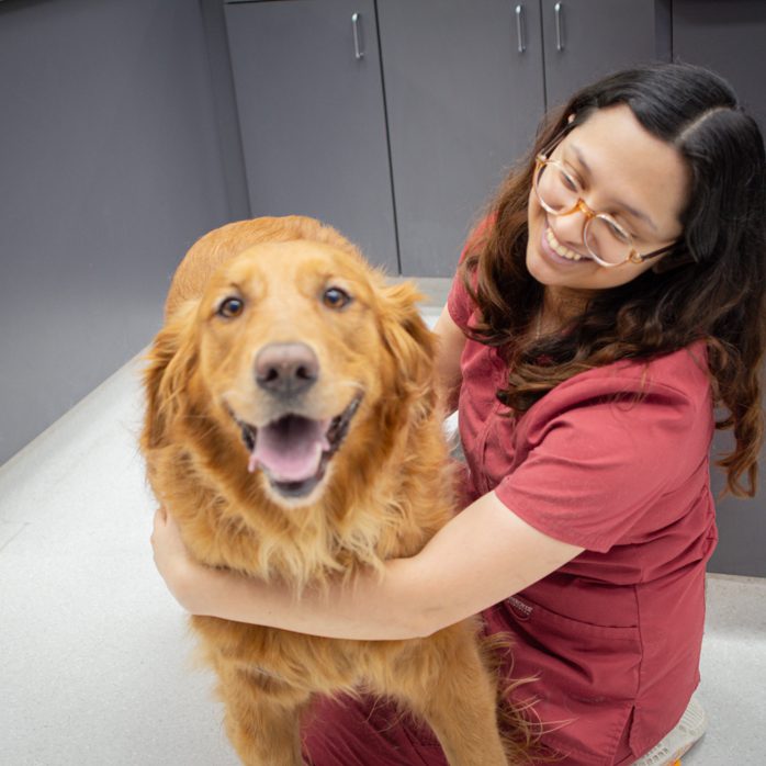Veterinary technician preparing a pet for a surgical procedure