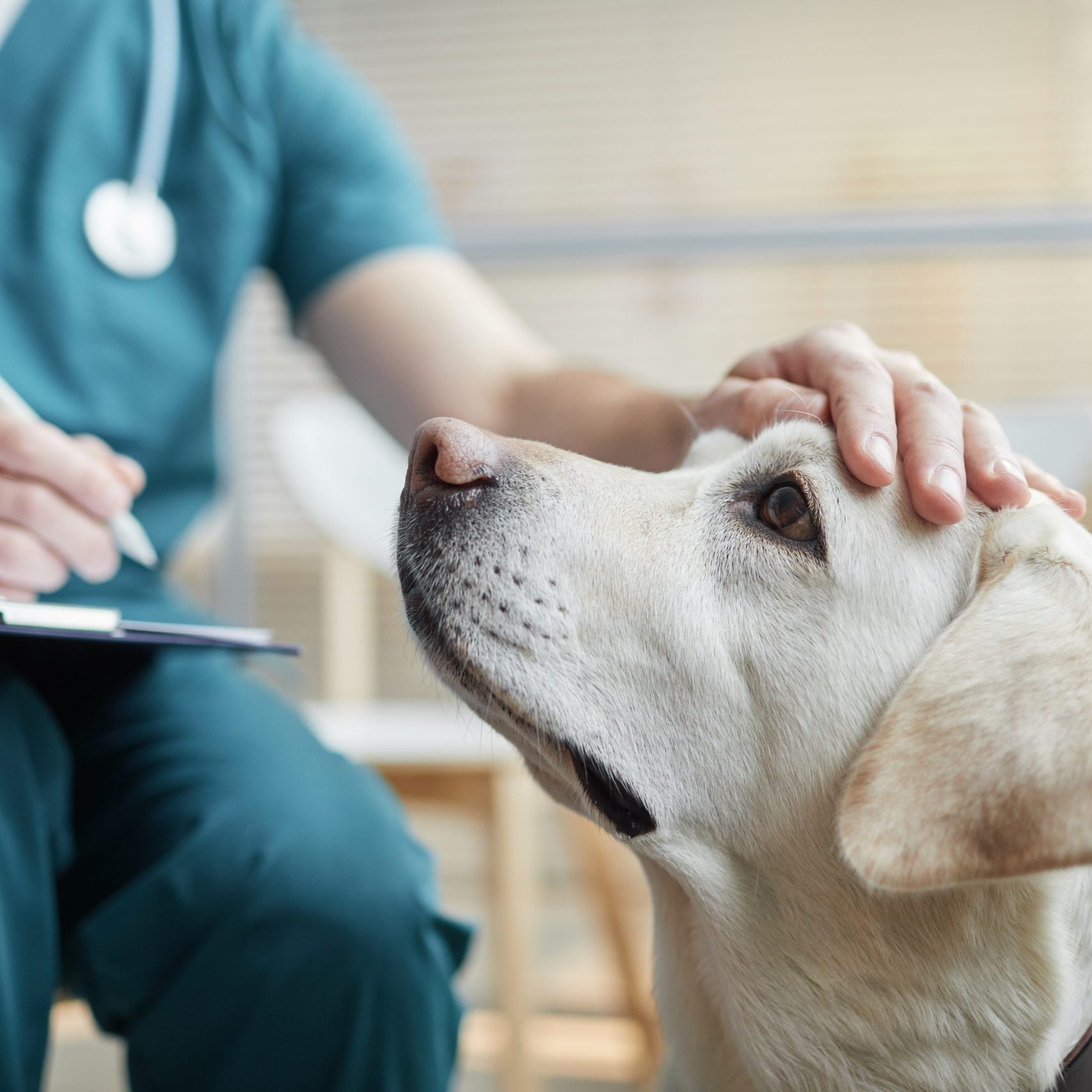 Close up of white Labrador dog at vet clinic with male veterinarian stroking his head, copy space