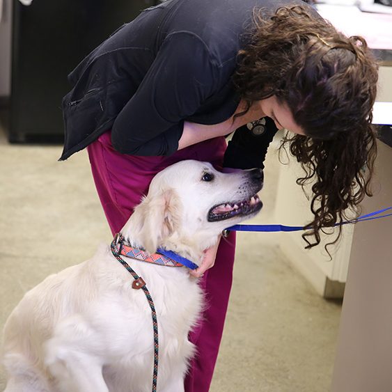 -white dog in treatment